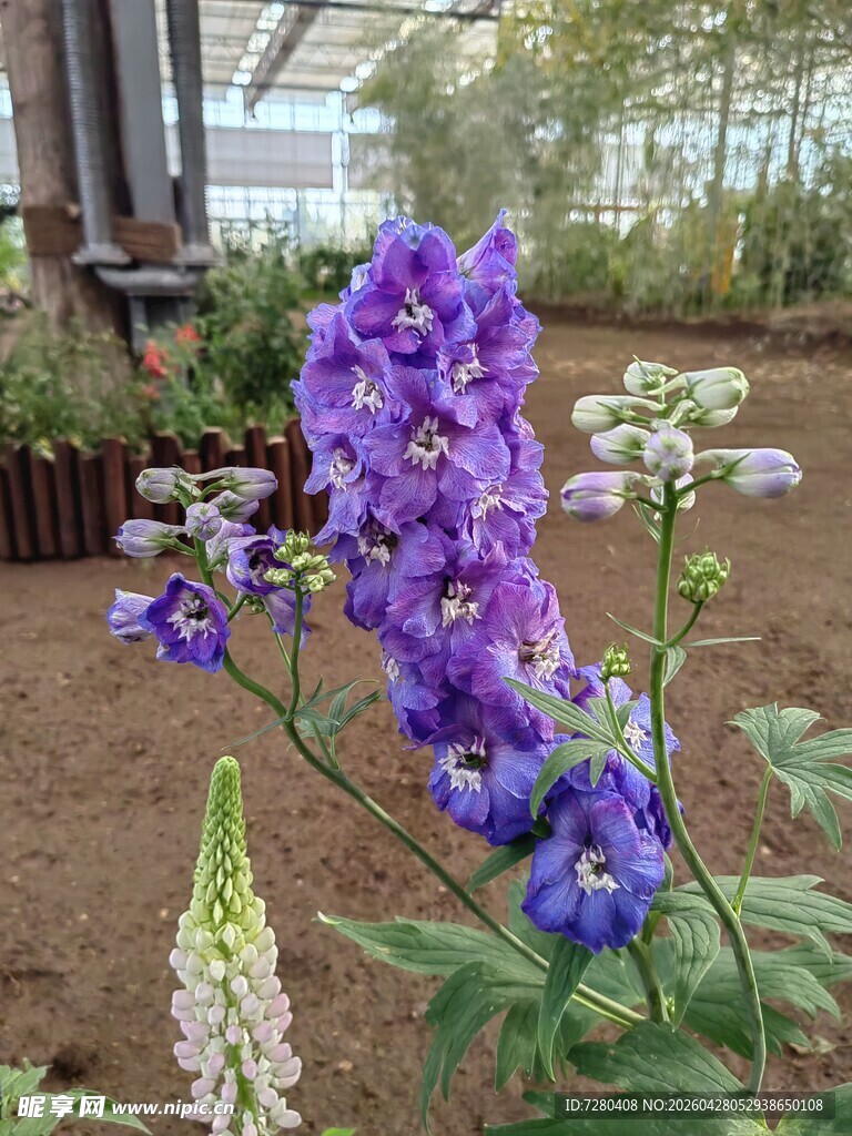 紫色飞燕草绽放于花园