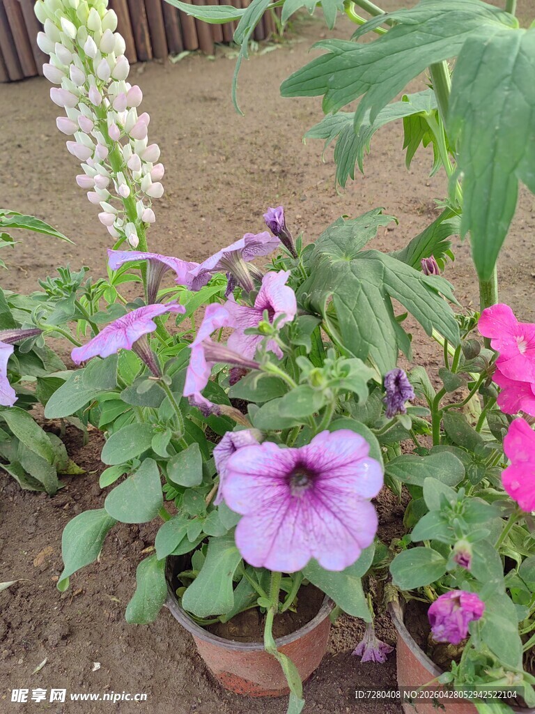 多彩盆栽花卉绽放生机