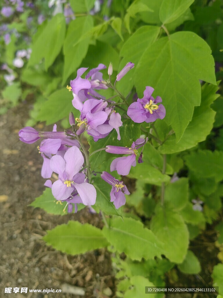 紫色小花绽放绿叶间