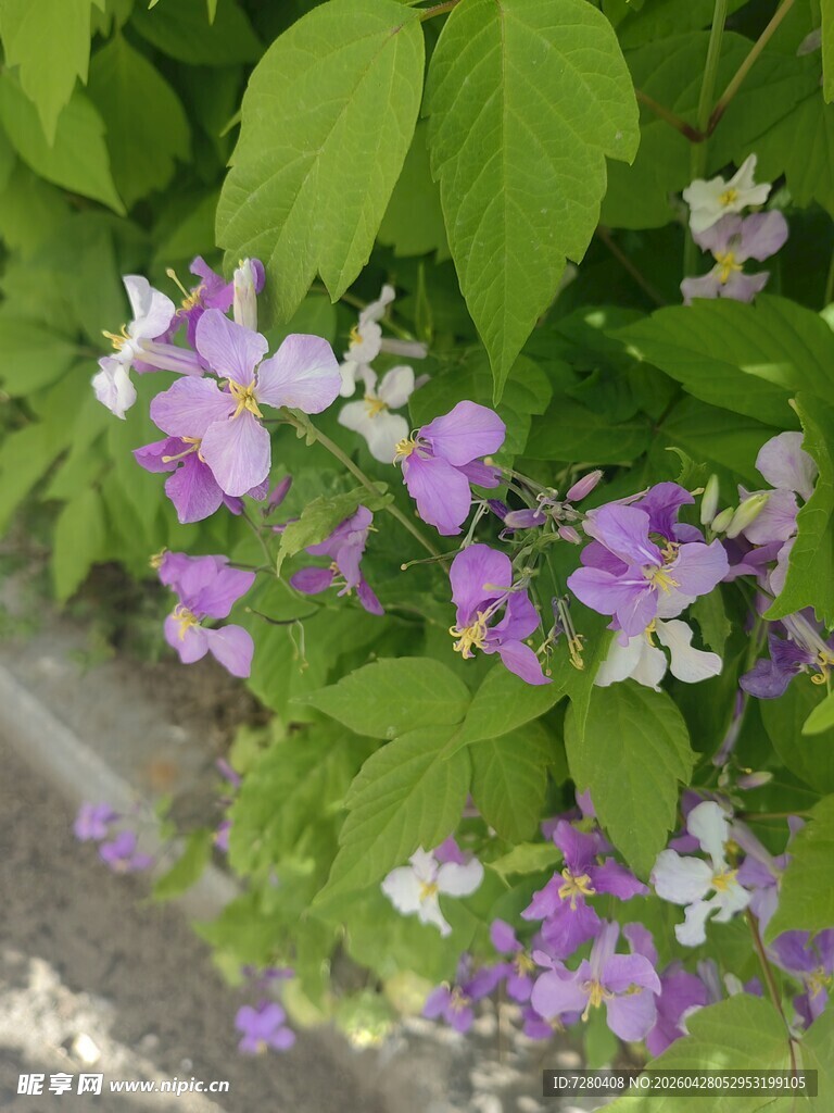 紫白花朵绽放绿叶间