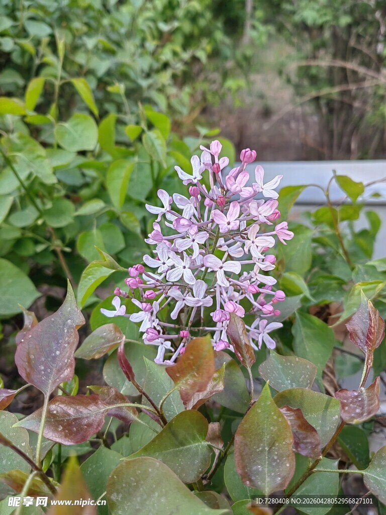 紫花绿叶植物特写