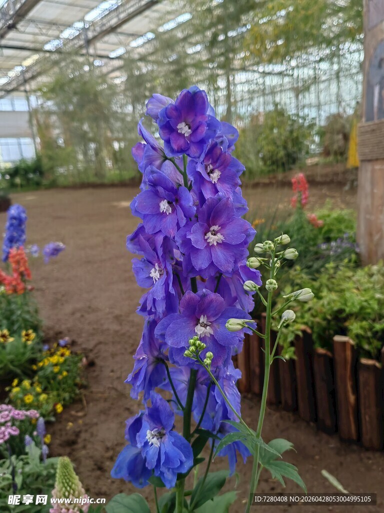 温室中绽放的紫色飞燕草