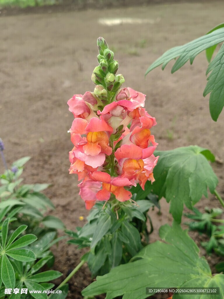 娇艳绽放的粉色金鱼草