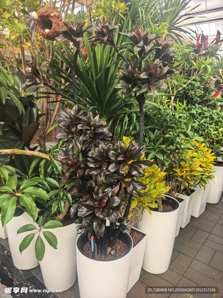 多样盆栽整齐排列展示