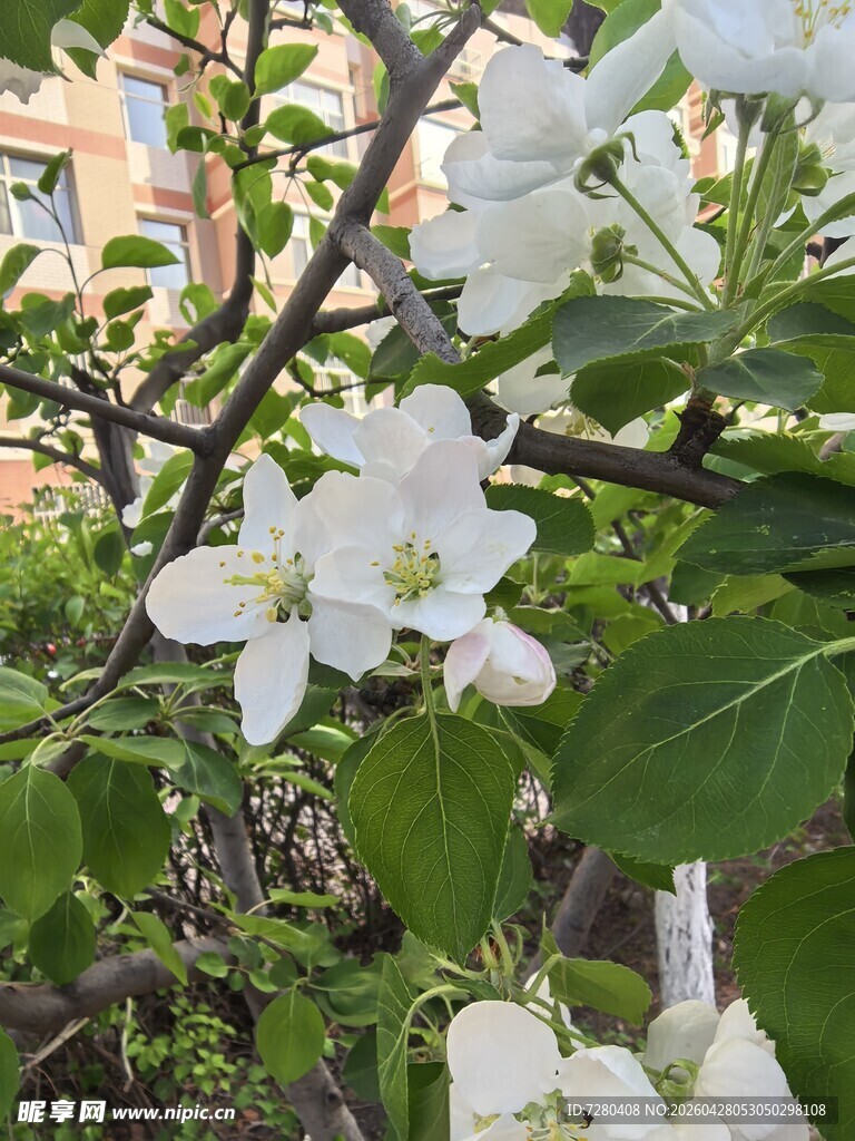 枝头绽放的洁白苹果花