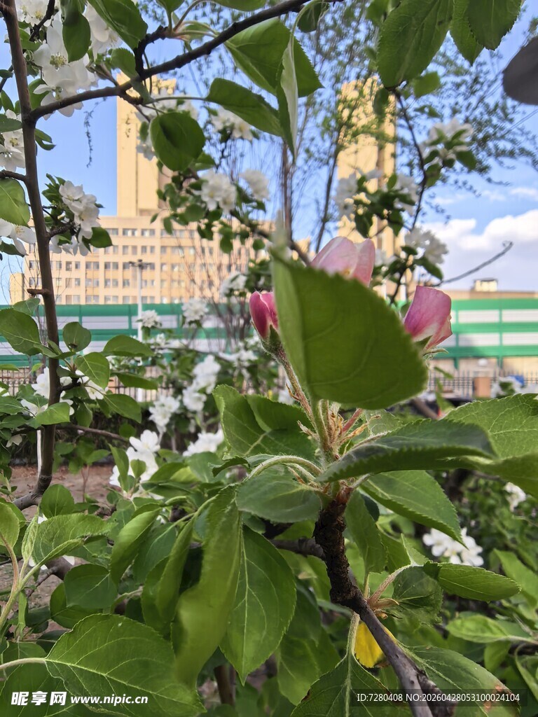 枝头绽放的粉嫩苹果花