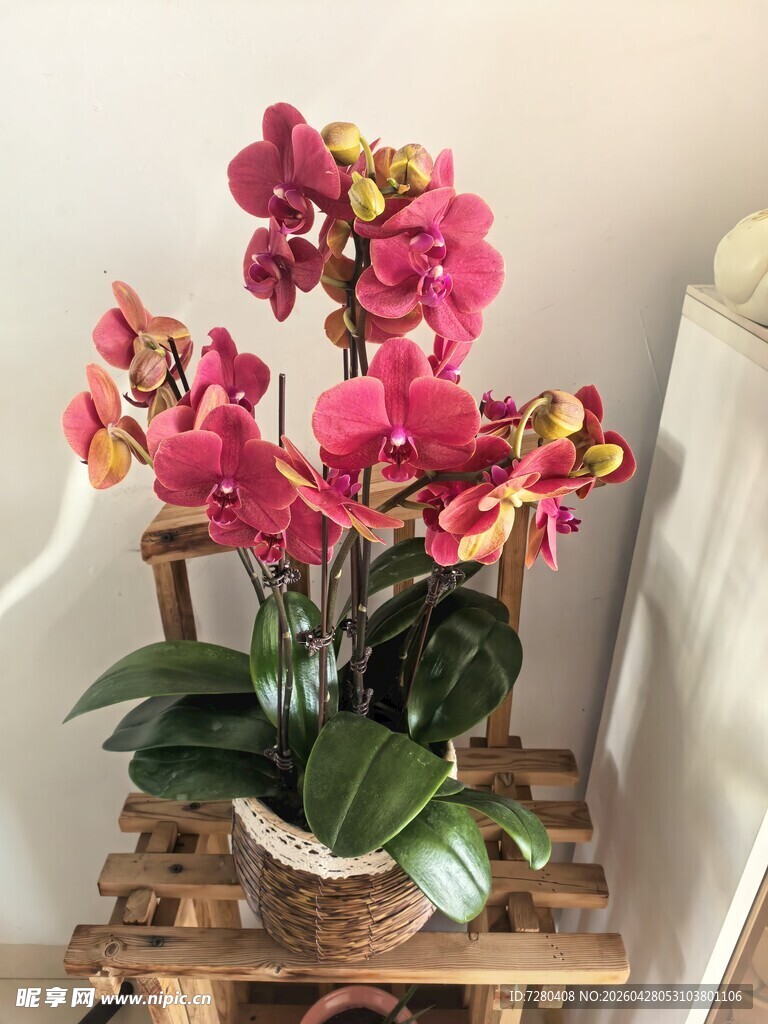粉色蝴蝶兰盆栽摆于木架上