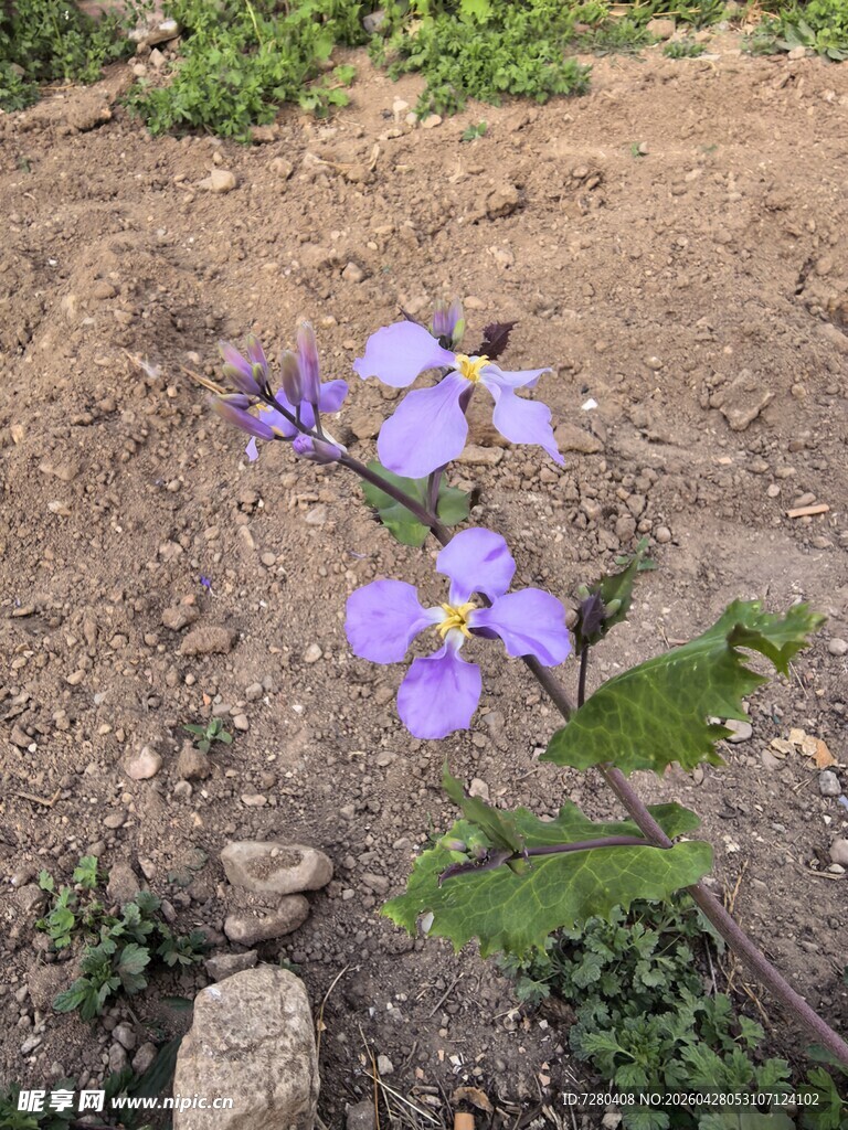 地面绽放的紫色小花