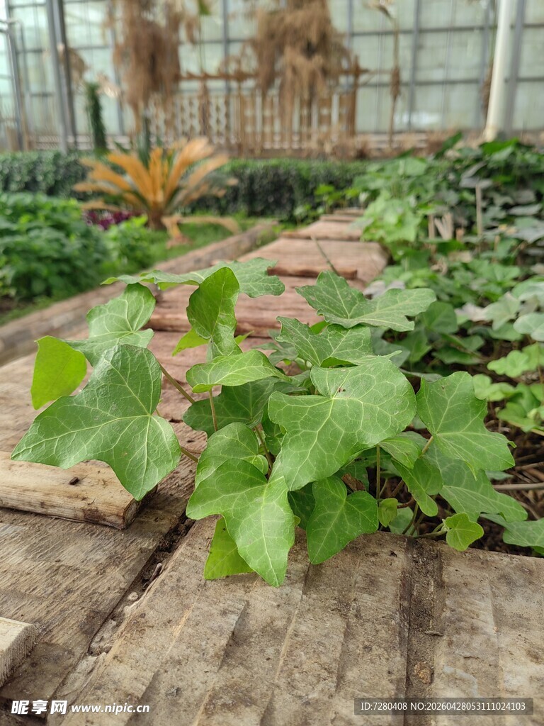 温室中的多样绿植景观