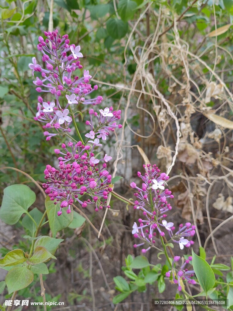 紫色野花绽放于草丛间