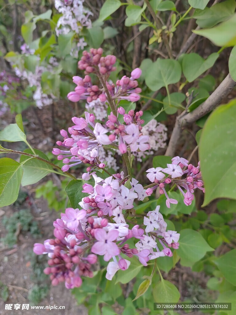 绽放的紫丁香花朵