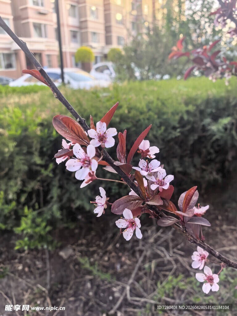 枝头绽放的粉嫩花朵