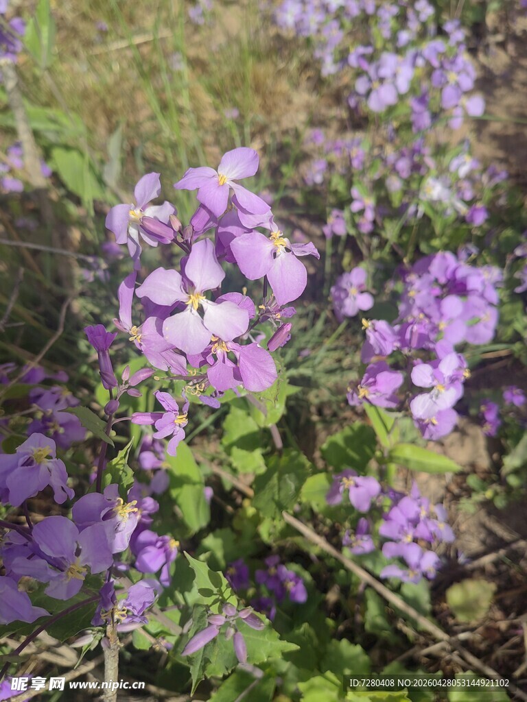 紫色小花绽放于草丛间