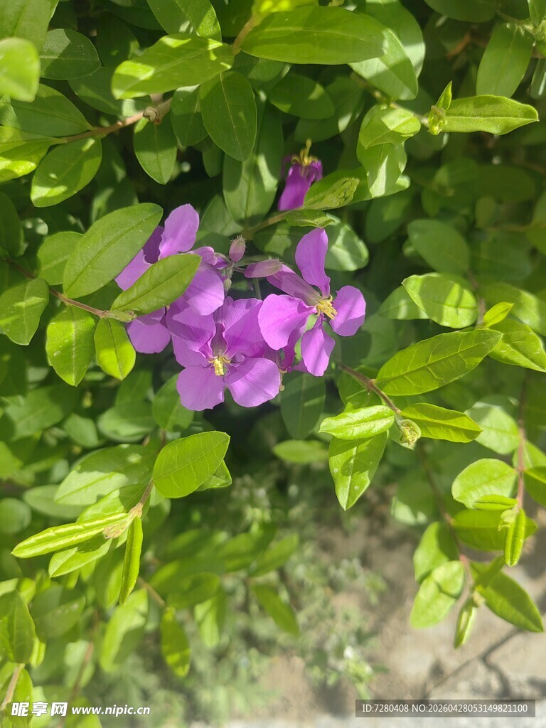 绿叶丛中的娇艳紫花
