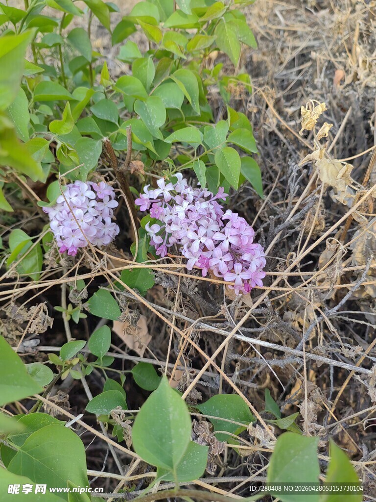 紫色丁香花绽放于草丛
