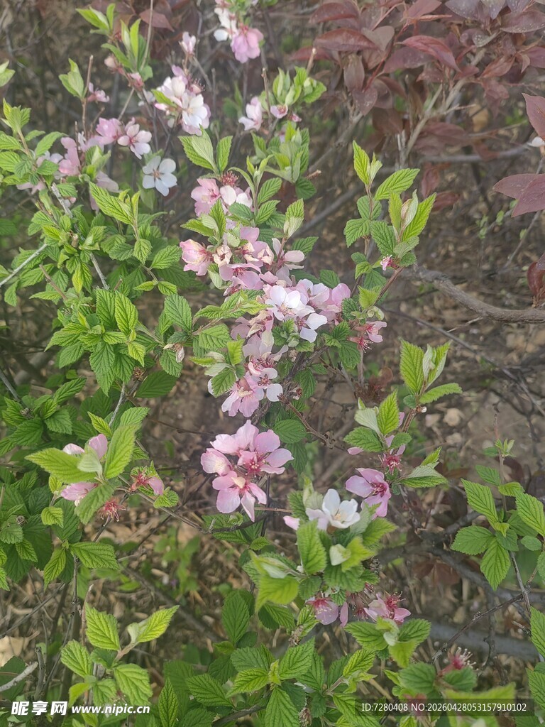 枝头绽放的粉嫩桃花