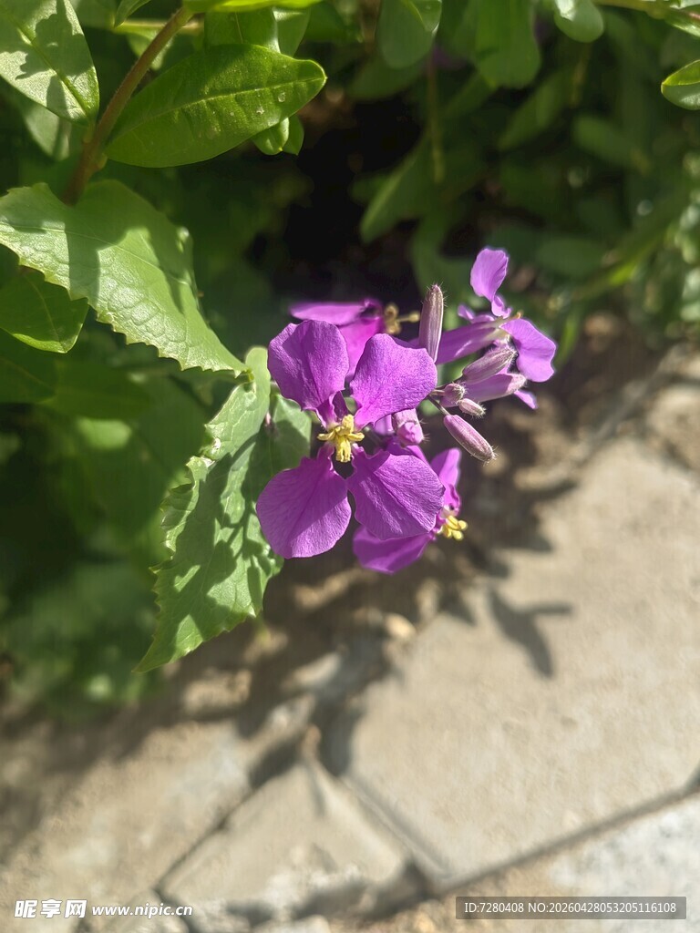 紫色花卉绽放绿叶间