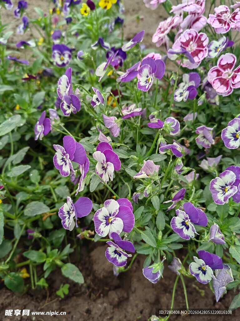 紫色三色堇花丛绽放