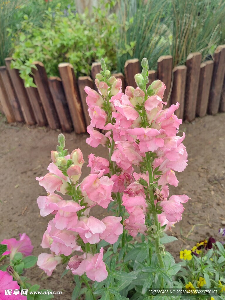 粉色金鱼草绽放于花园