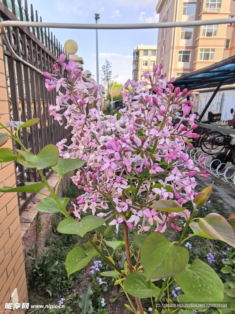 墙边绽放的美丽紫丁香