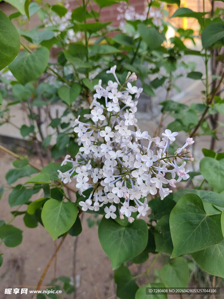 绽放的白色丁香花