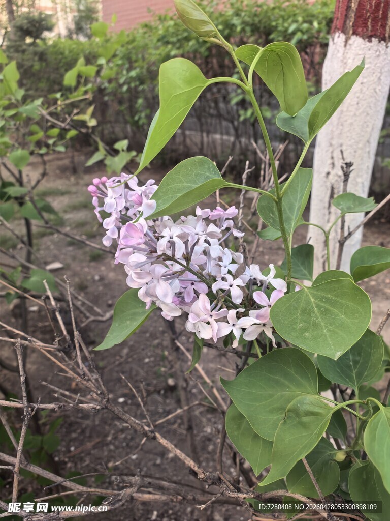 庭院中的紫丁香花绽放
