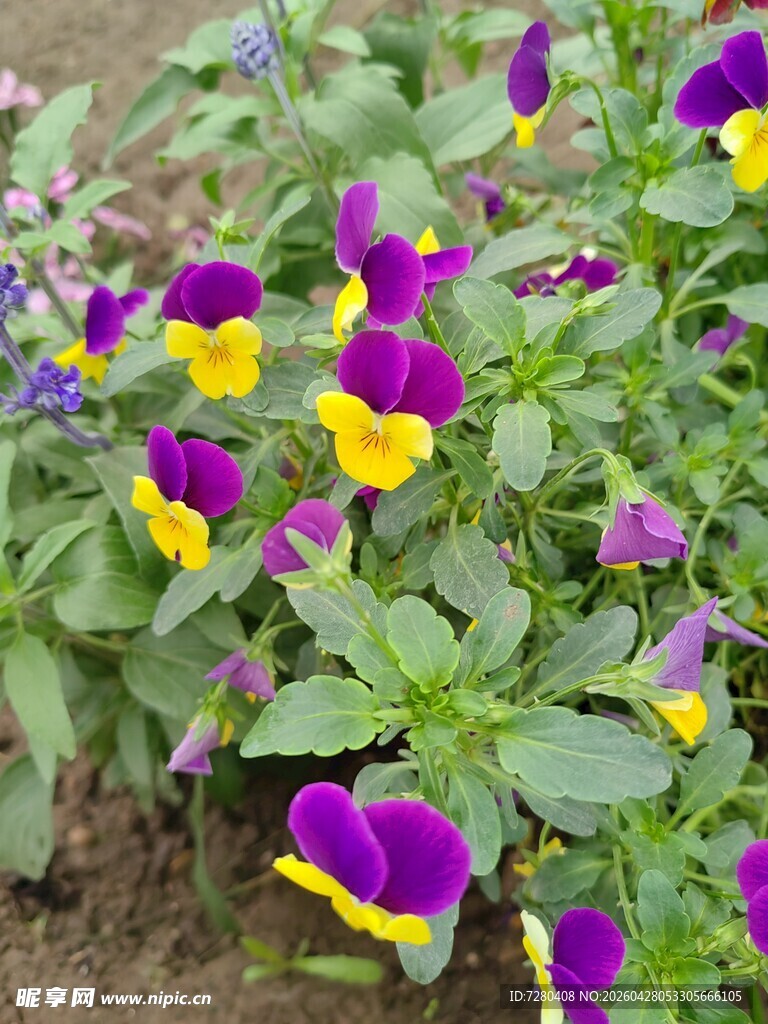 三色堇花卉绽放美景
