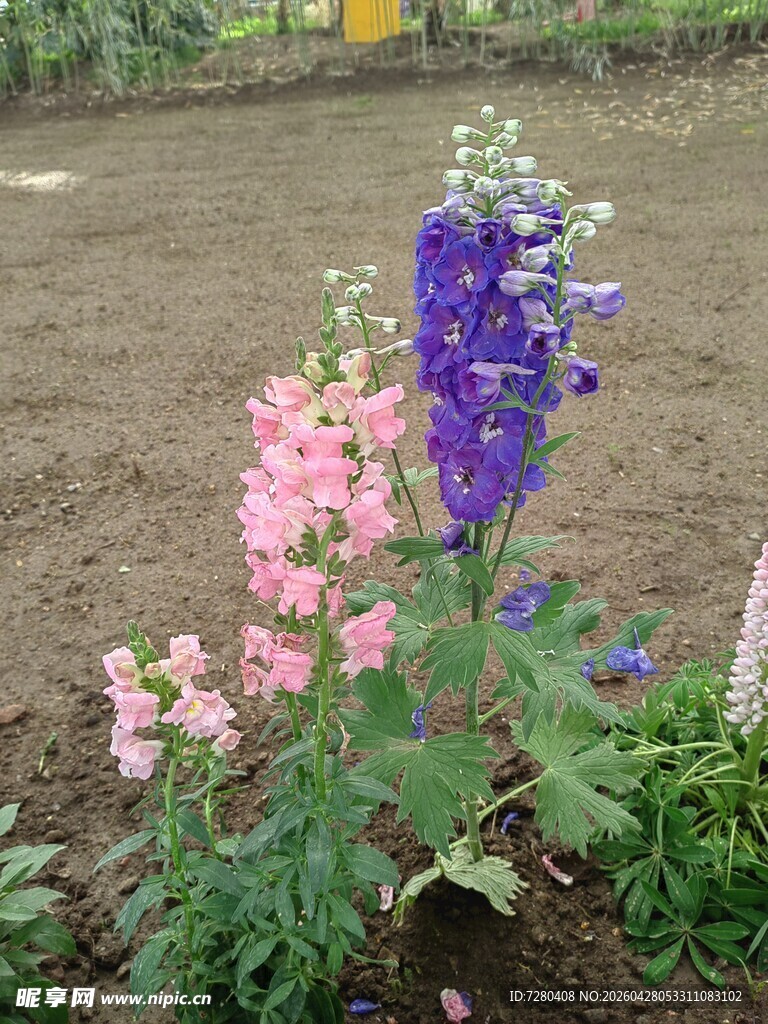 多彩飞燕草绽放于田园
