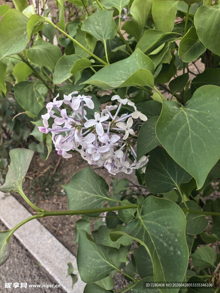 绿叶丛中的淡紫色小花