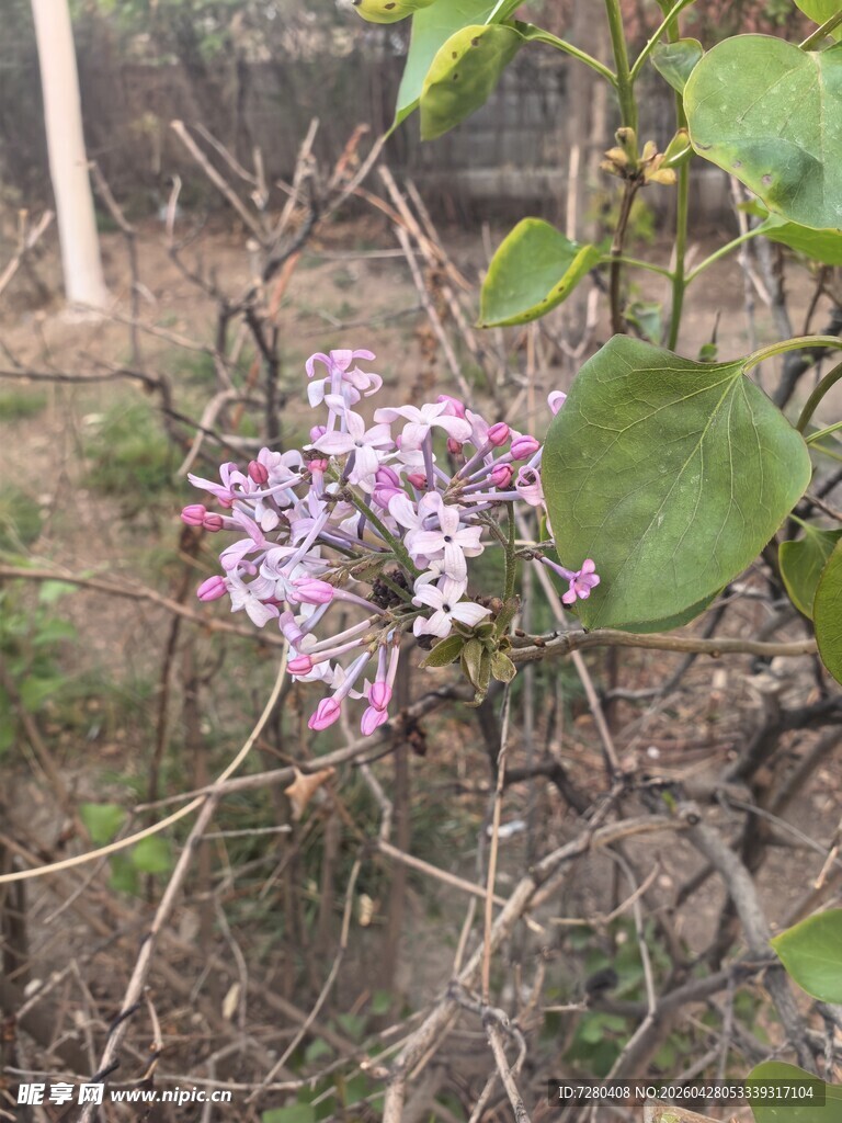 枝头绽放的淡紫色花朵