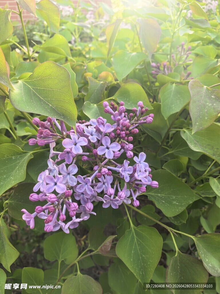 阳光下的紫丁香花朵