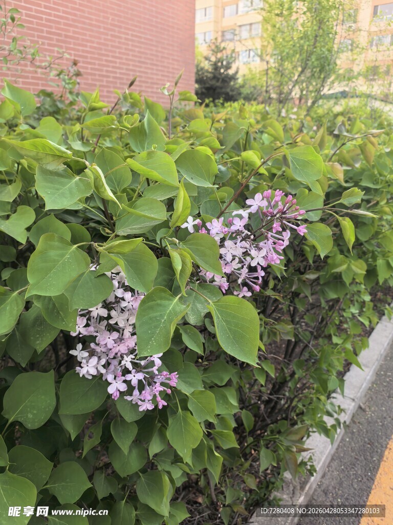 路边绽放的紫色美丽小花