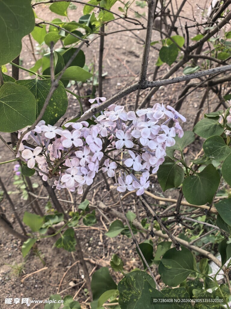 枝头绽放的白色繁花
