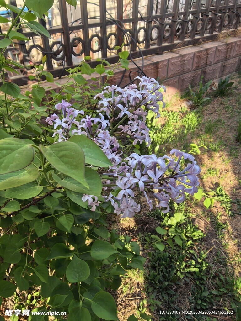 阳光下的紫色花卉景观