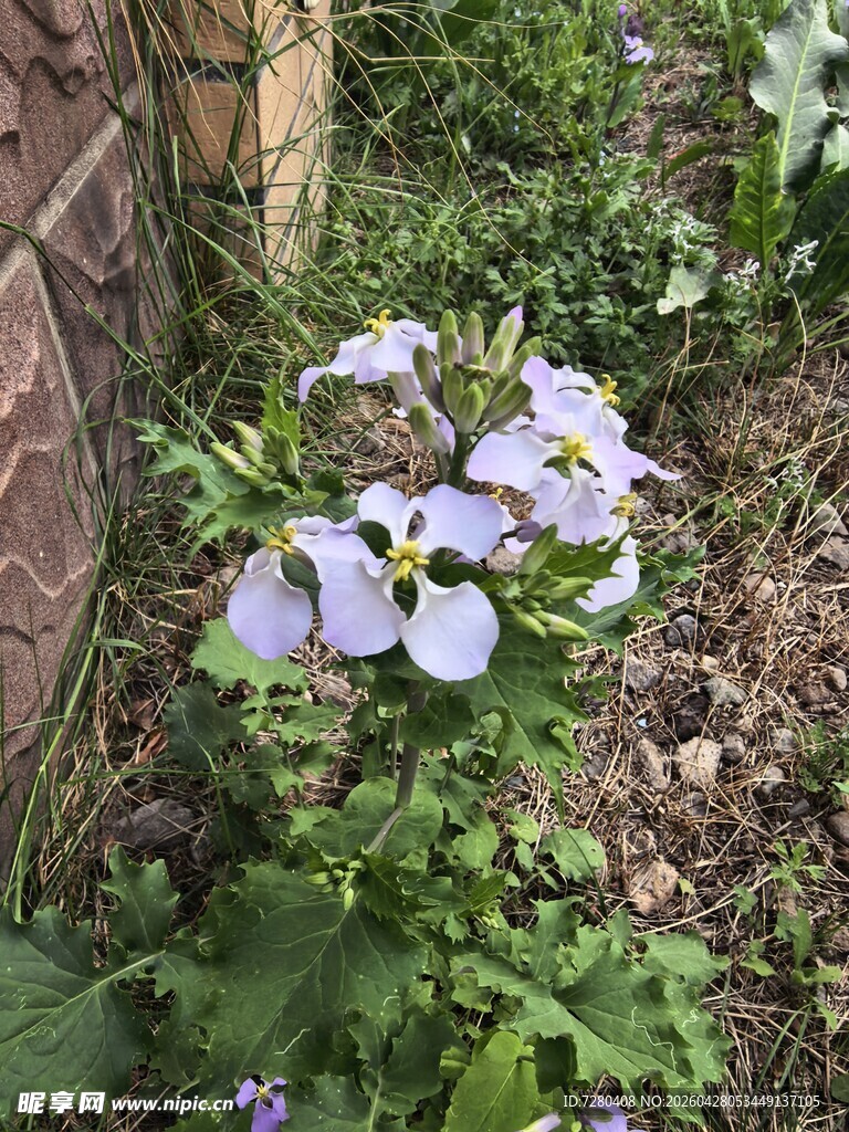 墙边绽放的紫色小花