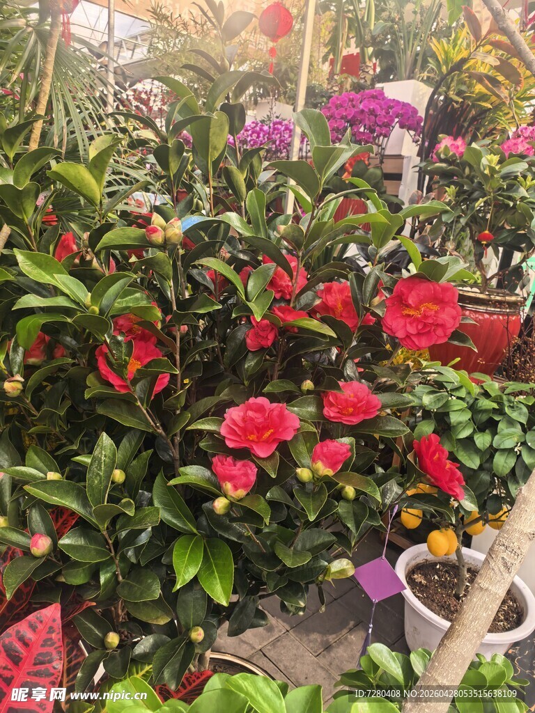 多彩花卉盆栽展示