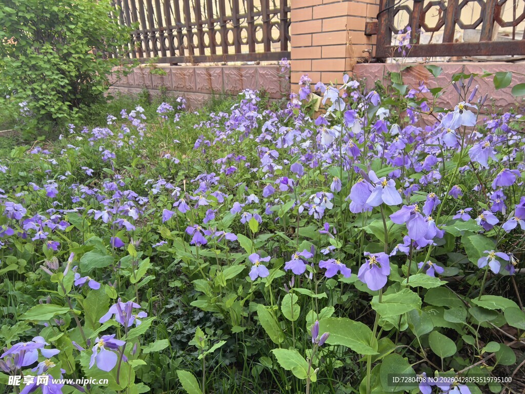 紫色花卉繁茂的庭院一角