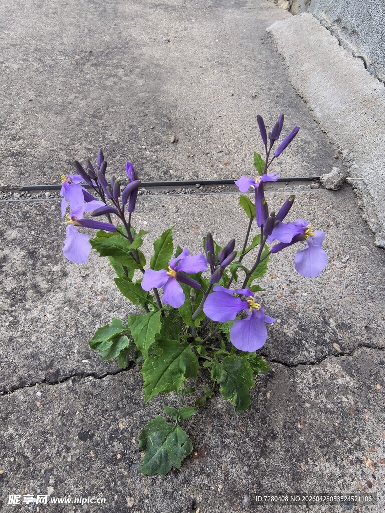 石缝中绽放的紫色小花