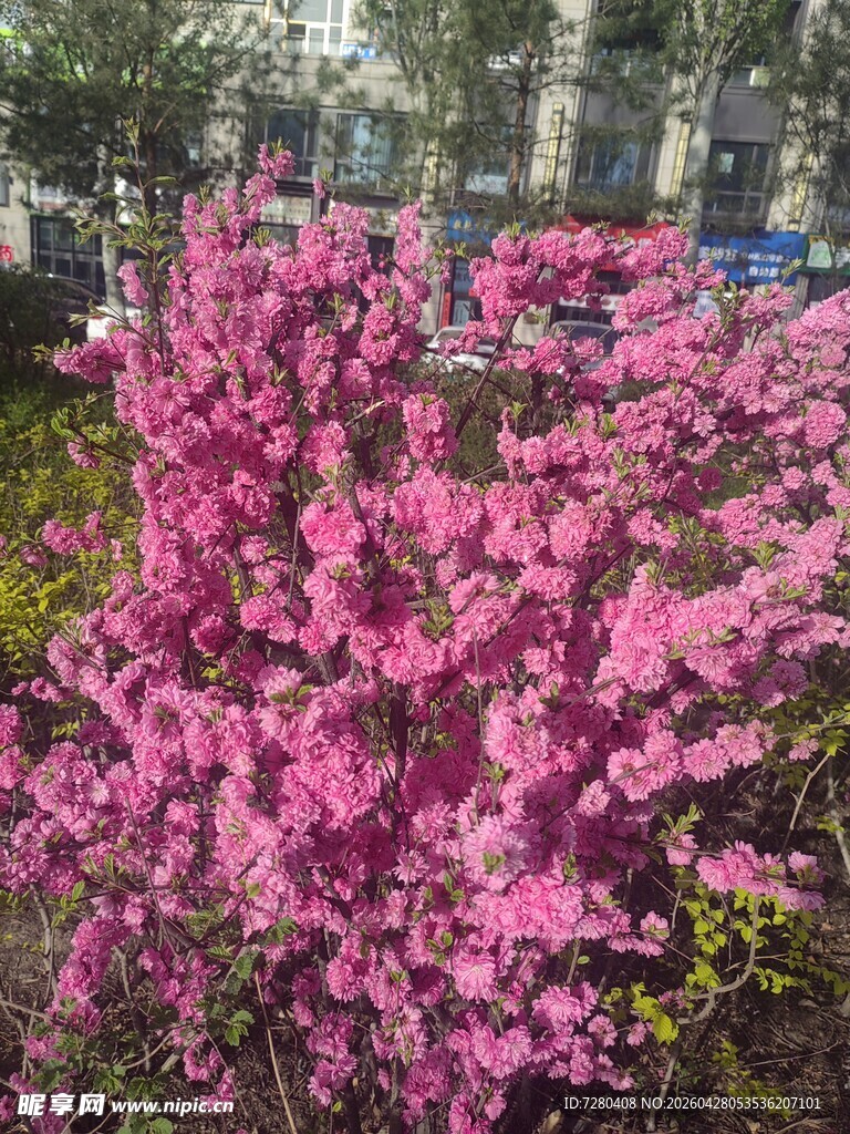 艳丽绽放的粉红色花卉