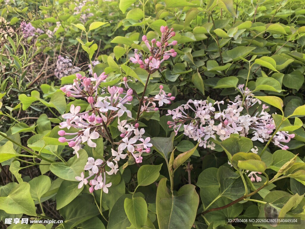 紫色花朵绽放绿叶间