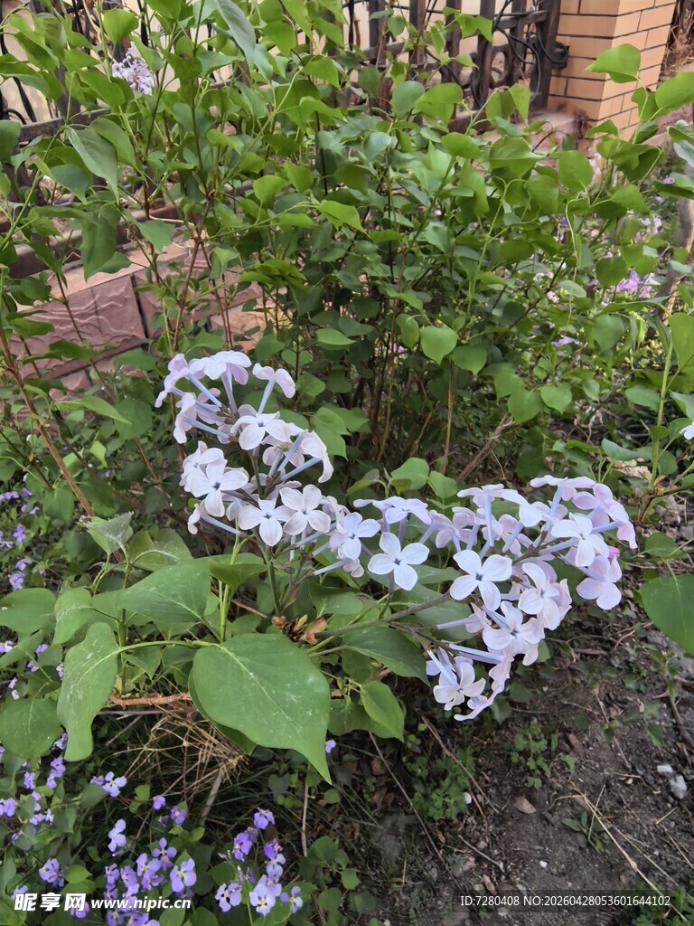 蓝紫色绣球花与绿植相伴