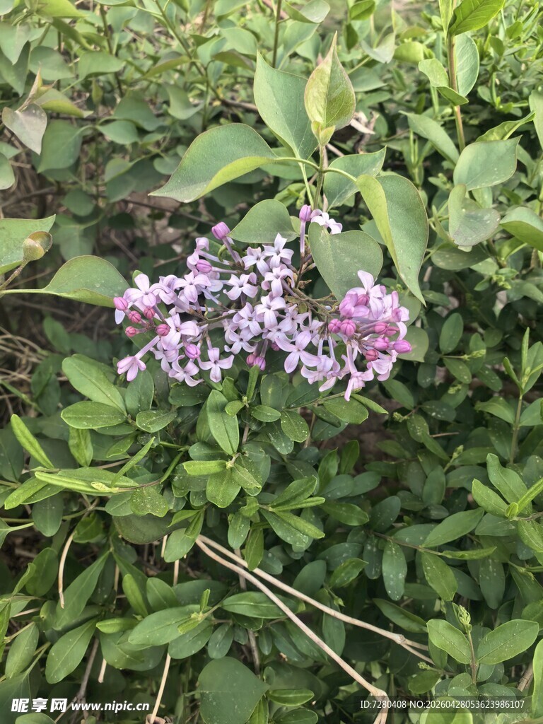 紫色花卉绽放绿叶间