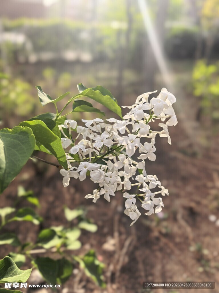 白色小花绽放于绿叶间