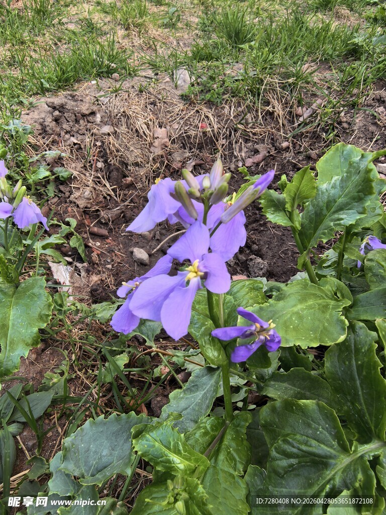 紫色野花绽放于草地