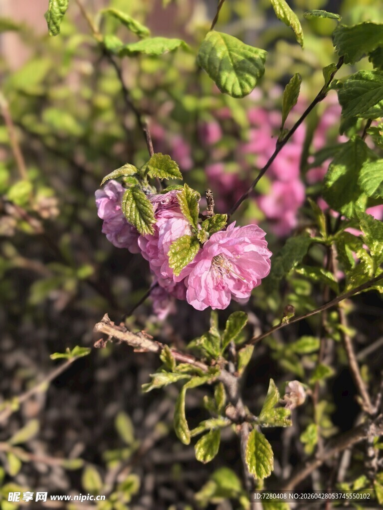 绽放的粉色花朵