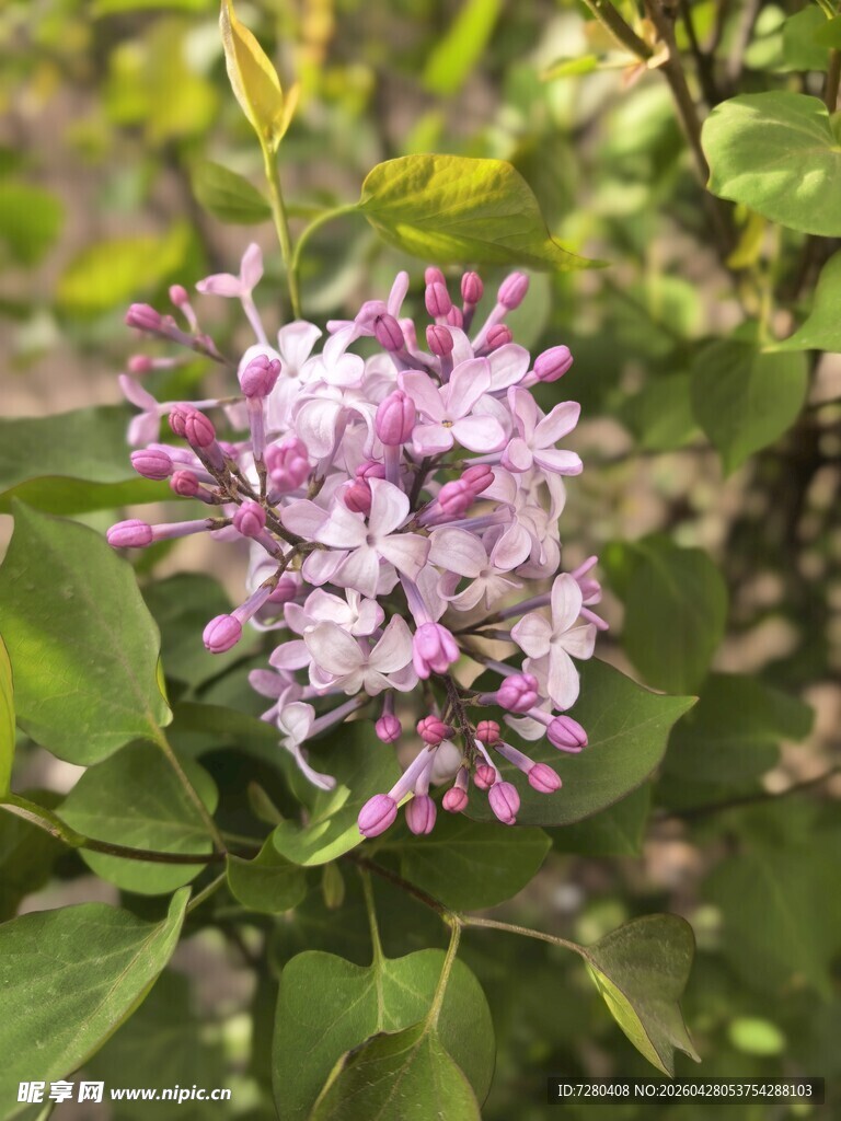 绽放的紫丁香花