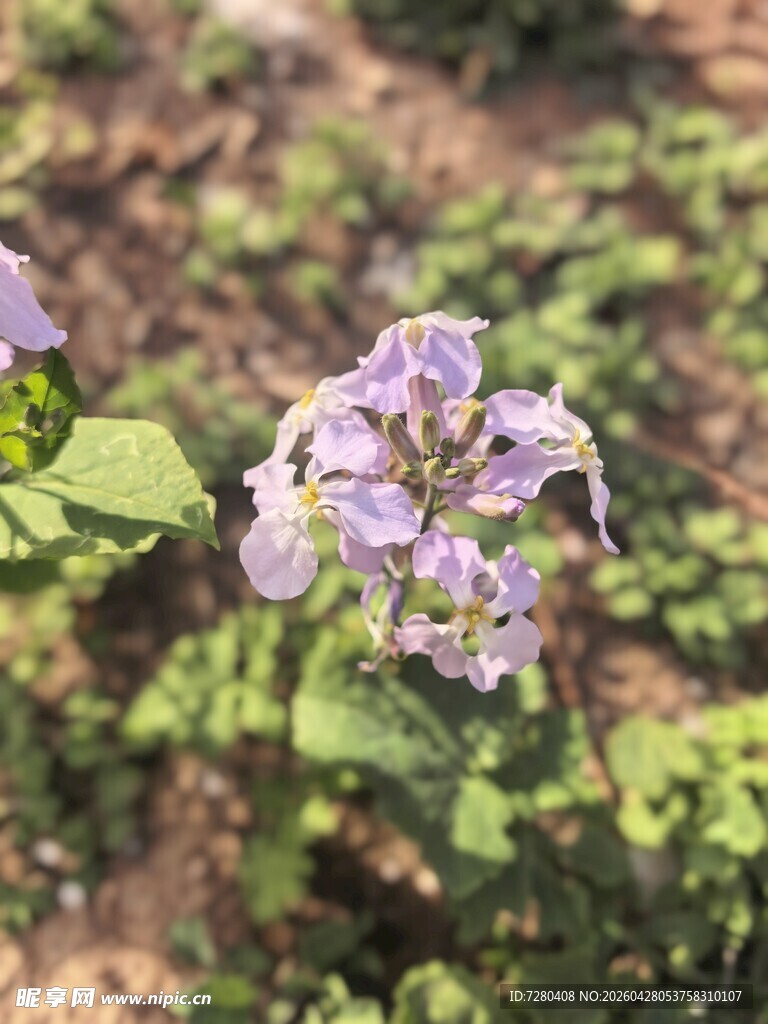 紫色小花绽放于绿叶间