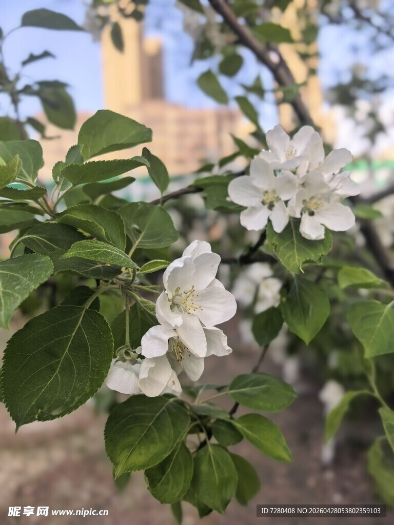 枝头绽放的洁白苹果花