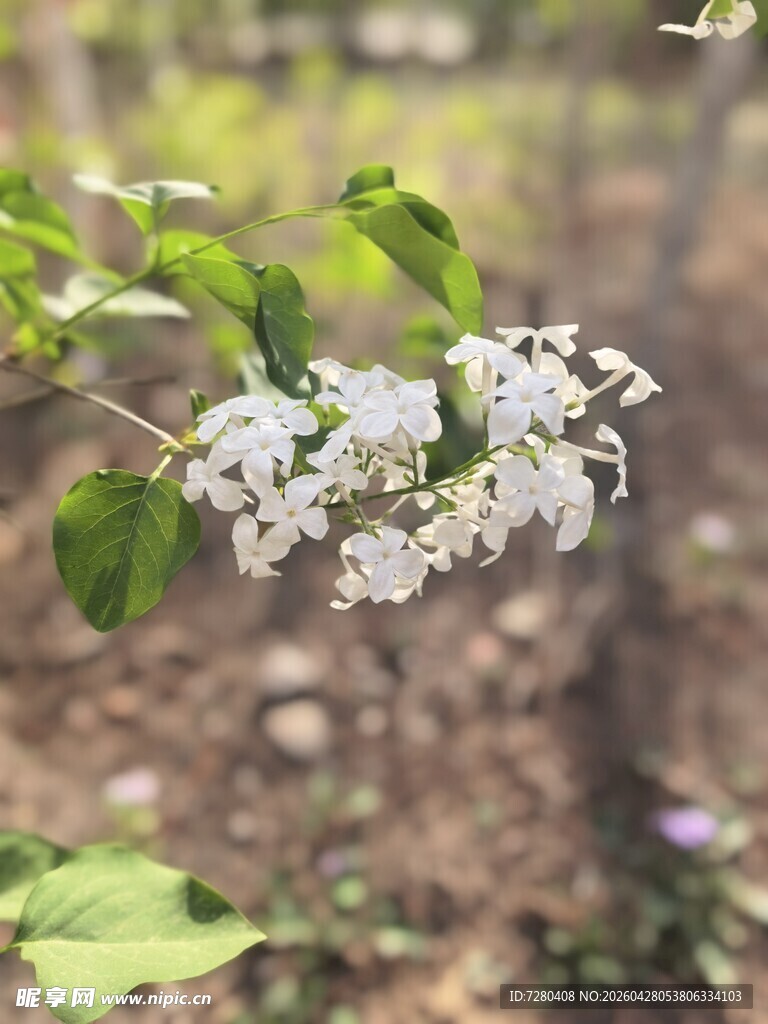 枝头绽放的白色小花