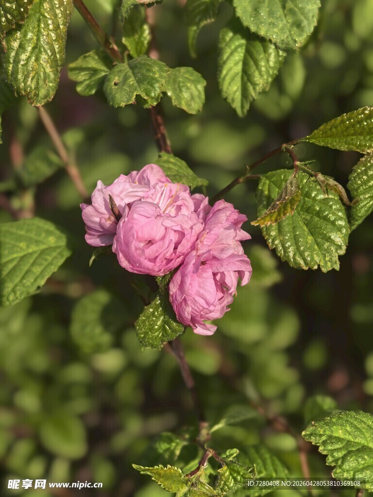两朵娇艳粉色蔷薇花